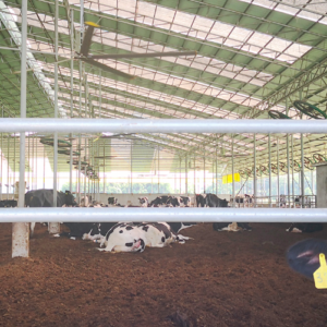 hvls fan for dairy farm