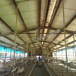 HVLS FAN FOR AGRICULTURE VENTILATION